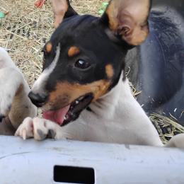 Sailor Moon - White black and tan female Rat Terrier puppy in Mariposa, California from Usona Rat Terriers