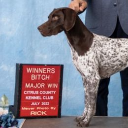 German Shorthaired Pointers from Gemutlich