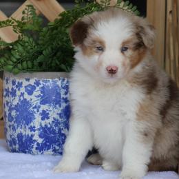April - Red merle female Australian Shepherd puppy in Circleville, Utah from Canyon Creek Aussies