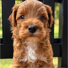 Ticket Booth - Red  male Goldendoodle puppy in Nacogdoches, Texas from Designer Doodles