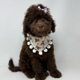 TEE - Chocolate female Goldendoodle puppy in La Grange, Georgia from Heartfelt GoldenDoodles