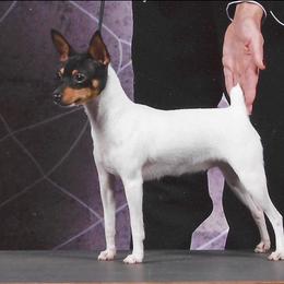 Tangle - Toy Fox Terrier