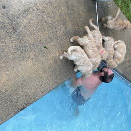 Golden Retriever Puppies from Golden Wise