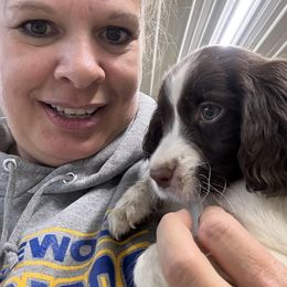 English Springer Spaniel Puppies from Coteau Springers