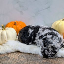 Hasty - Black merle female Mudi puppy in Rural Valley, Pennsylvania from Oak & Soul Silken Windhounds and Mudi
