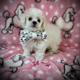 Lil Alaska - White male Poodle puppy in Newcomerstown, Ohio from Sheri’s Lil Angel’s