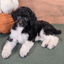 Melissa - Parti female Poodle puppy in Bauxite, Arkansas from Mountain Ridge Poodles