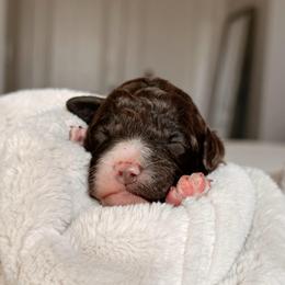 Mustang, Boy - Brown and white male Bernedoodle puppy in Maricopa, Arizona from Desert Ridge Doodles