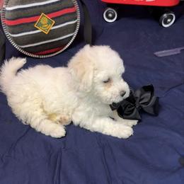 Ozzy - Blue collar - White male Bichon Frise puppy in 63101 (St. Louis Metro Area), Missouri from BichonSTL