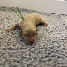 Boy 1 green - Red  male Goldendoodle puppy in Lewisville, Texas from Zink Doodles