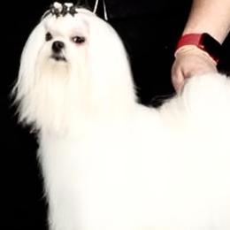 Summer - Maltese