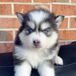 Ariel - Black female Pomsky puppy in Henderson, Kentucky from Paris Pomskies
