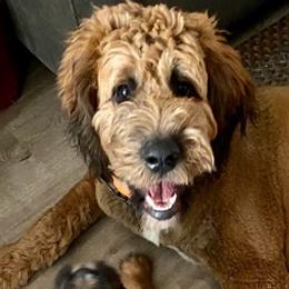 Saint Berdoodles from Whisky Paws Saint Berdoodles and Poodle Pups