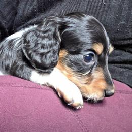Daisy's black and tan piebald boy longhair - Piebald male Dachshund puppy in Declo, Idaho from Dozendachs