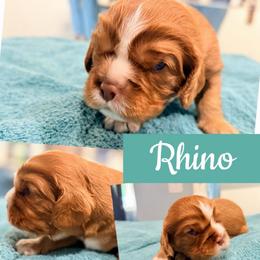 Rhino - Chocolate male Cavalier King Charles Spaniel puppy in Spring Hill, Florida from Wonderland Cavaliers