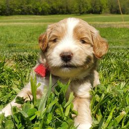 Goldendoodle Puppies from Music City Goldendoodles