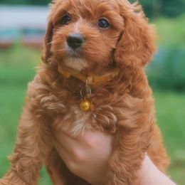 Gideon - Blenheim male Cavapoo puppy in Siloam Springs, Arkansas from Kingdom Bound By Design