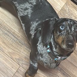 Dachshunds and Poodles from Stocktons Doxies & Poodles