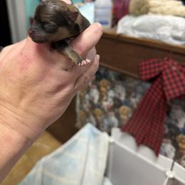 Female 2 - Wolf sable female Pomeranian puppy in Glen St Mary, Florida from Majestic poms