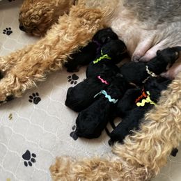 Alfie - Black and tan Airedale Terrier puppy in Lakewood, Washington from Hazel Blue Airedales