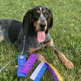 American Leopard Hound, Bluetick Coonhound, and German Shepherd All Grown Up from Haus Biery German Shepherds, Benchmark Blueticks & Leopard Hounds
