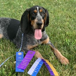 American Leopard Hound, Bluetick Coonhound, and German Shepherd All Grown Up from Haus Biery German Shepherds, Benchmark Blueticks & Leopard Hounds