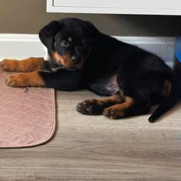 Boy2 - Black and mahogany male Rottweiler puppy in Bartonsville, Pennsylvania from Karol's Rottweilers