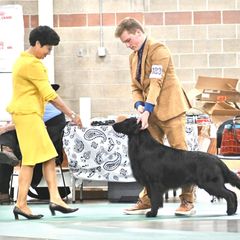 NicD - Flat-Coated Retriever