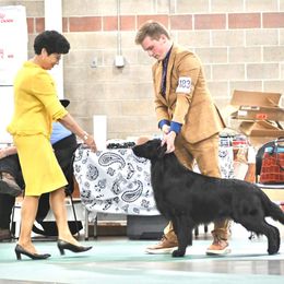 NicD - Flat-Coated Retriever