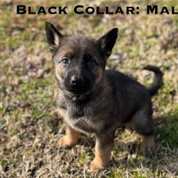 Boy 4 - German Shepherd puppy from Crown H Shepherds