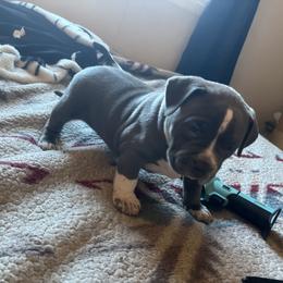 American Bully Puppies from M&M XL Bully Kennel