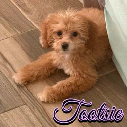 Tootsie - Parti female Goldendoodle puppy in Saint Cloud, Florida from Rising Star Kennels