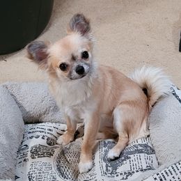 Roxanne or Roxy - Chihuahua