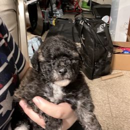 Boy 1 - Black Maltipoo puppy in Salinas, California from Sugar's Maltipoo's and Frenchies