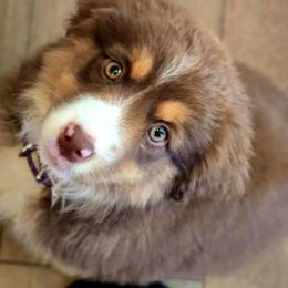 Hot pink - Red tri-color female Miniature American Shepherd puppy in Cool, California from Foothill Aussies