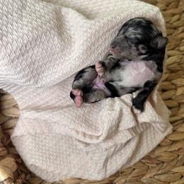 Cockapoo and Goldendoodle Puppies from Jax Doodles