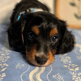 Hank 2400 - Piebald male Dachshund puppy in Lexington, Oklahoma from Long Doggy Acres Miniature Dachshunds