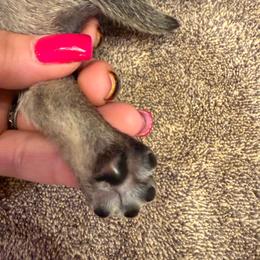 Ozzy - Fawn male Pug puppy in Milam, West Virginia from Vaubel Country Pugs
