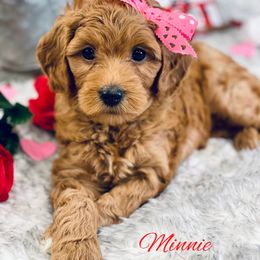 Goldendoodle puppies from Archava Doodles
