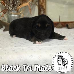 Phoenix - Black tri male Miniature Australian Shepherd puppy in Jaroso, Colorado from Heaven Sent Aussies