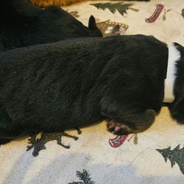 Mr White - Black and red male German Shepherd puppy in Newaygo, Michigan from Sterley Shepherds