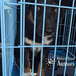 Athena - Australian Shepherd puppy from Heaven Scent Aussies