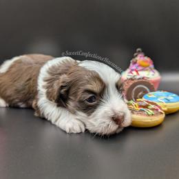 Hot Fudge Sundae - Chocolate male Havanese puppy in Marysville, Ohio from Sweet Confections Havanese