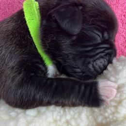 Girl 7 - Brindle female Boxer puppy in Plainwell, Michigan from Hope's Beautiful Boxers