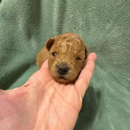 Delilah - Apricot female Poodle puppy in Azle, Texas from Texas Kissed K9s