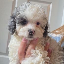 Boy 2 - Merle male Cockapoo puppy in Galena, Illinois from Perry's doodles