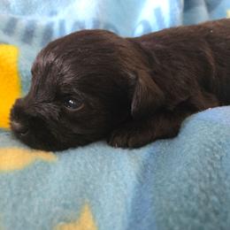 Girl 1 - Salt and pepper female Miniature Schnauzer puppy in Titusville, Florida from Alysha's Grandbabies