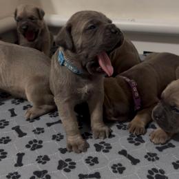 Male formentino - Fawn male Cane Corso puppy in Clewiston, Florida from Far From Average Kennels