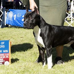 Dallas Jr - American Staffordshire Terrier