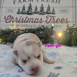 FAITH - Silver female Pomsky puppy in Coatesville, Pennsylvania from Peaceful Pomskys